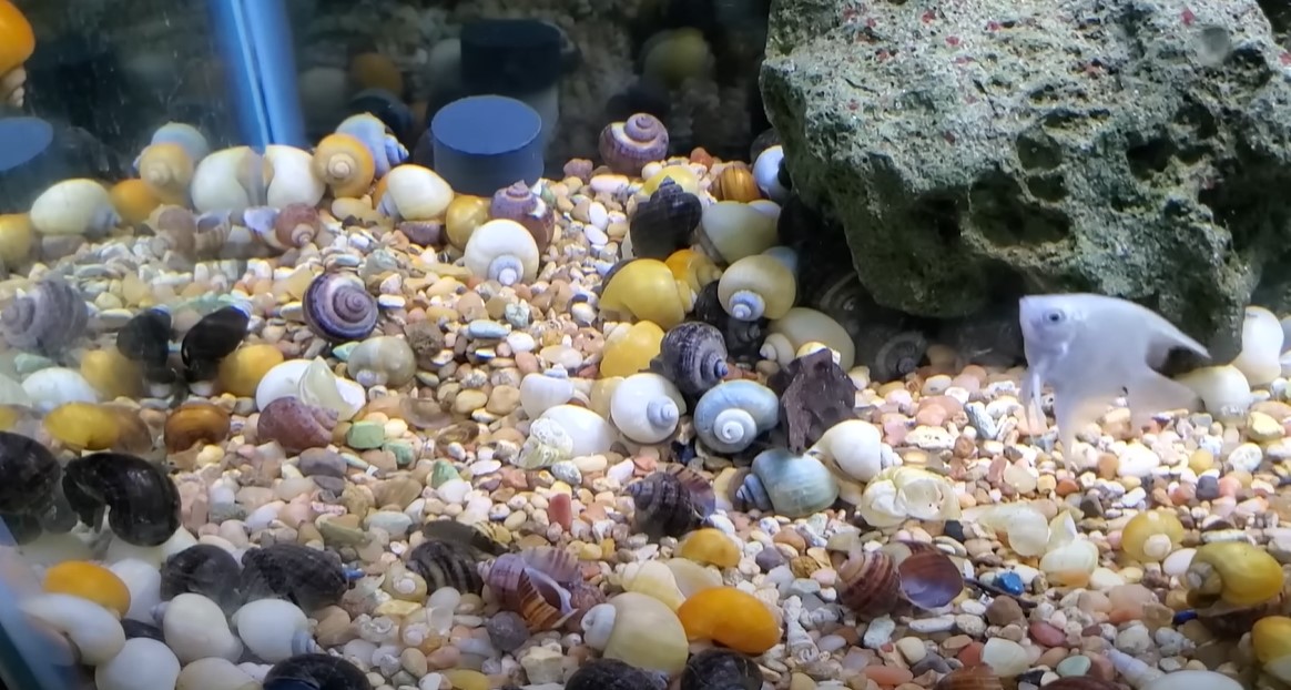 How To Sell Mystery Snails Easily