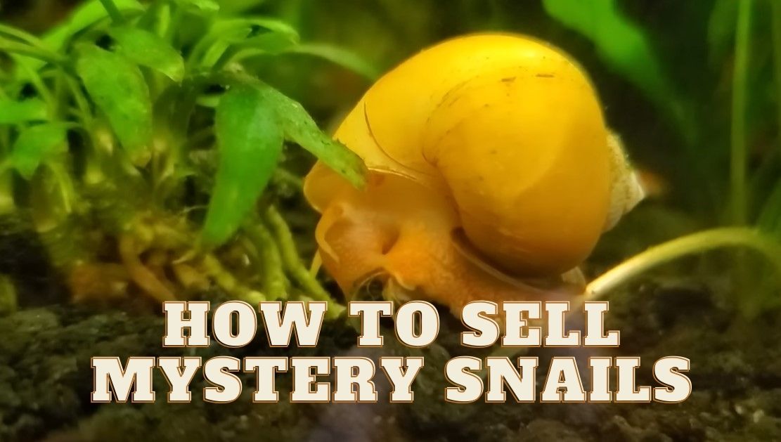 How To Sell Mystery Snaıls