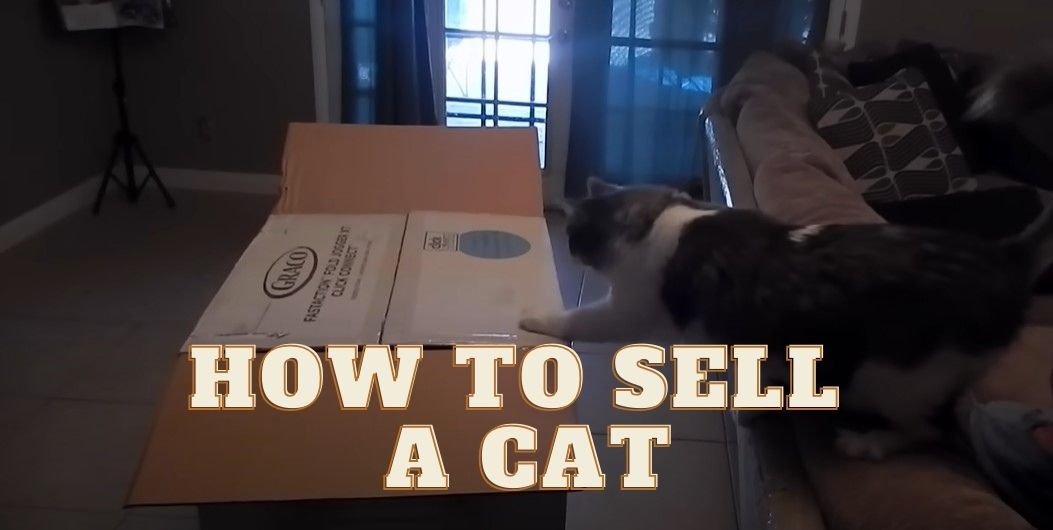 How to Sell a Cat