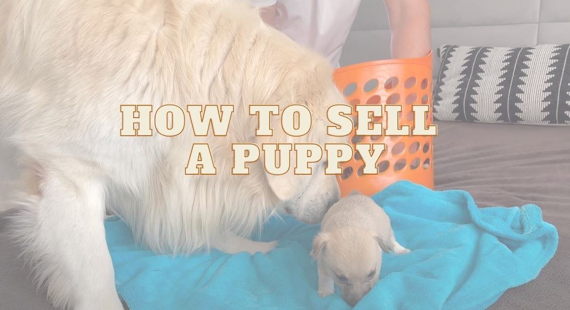 How to Sell a Puppy