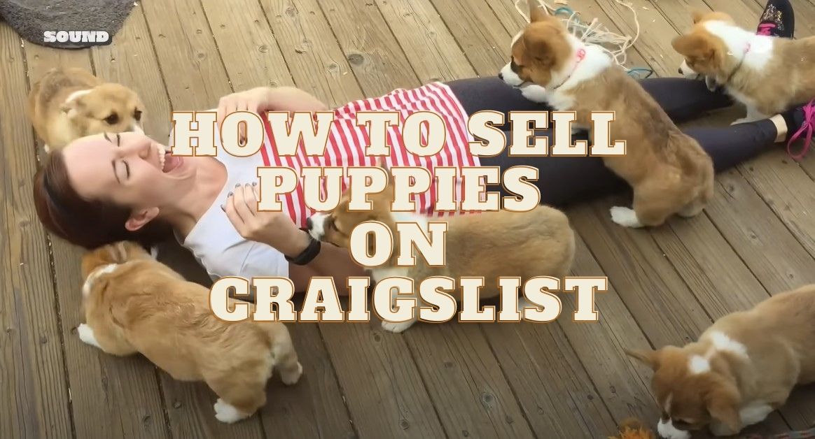 how to sell puppies on Craigslist