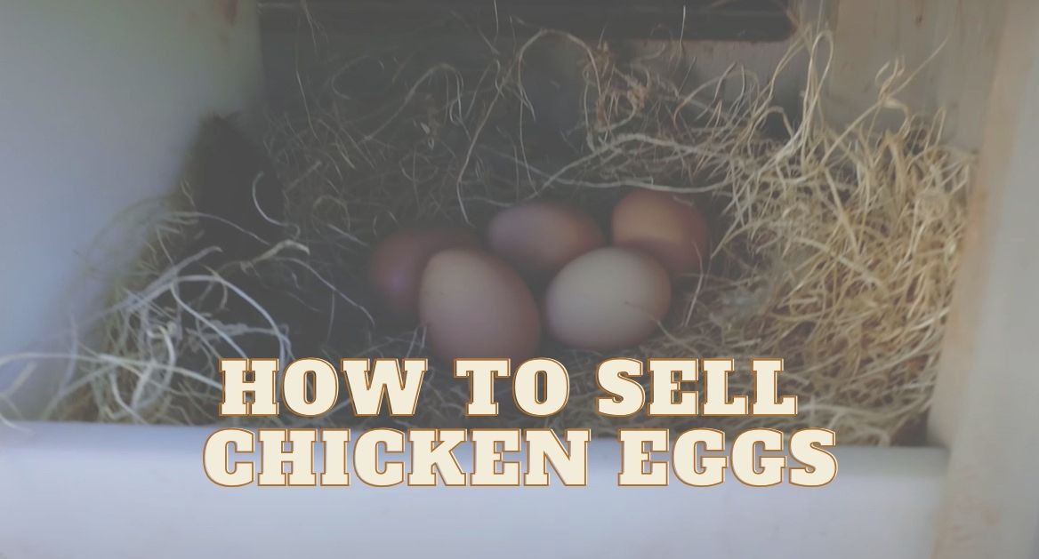 How to Sell Chicken Eggs