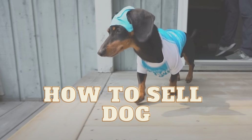 How to Sell a Dog